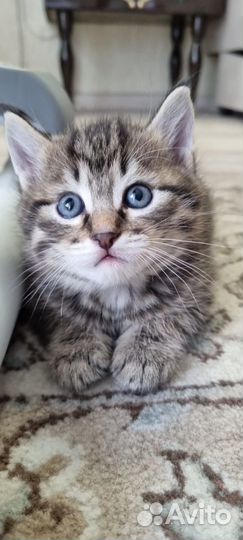 Кошки