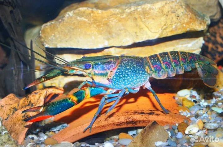 Австралийский красноклещневой рак