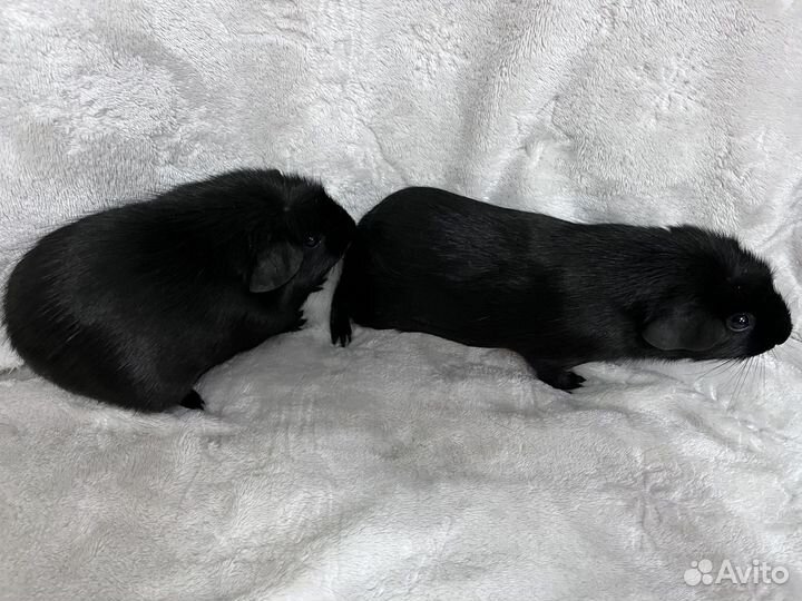 Морские свинки крестед девочки черный окрас