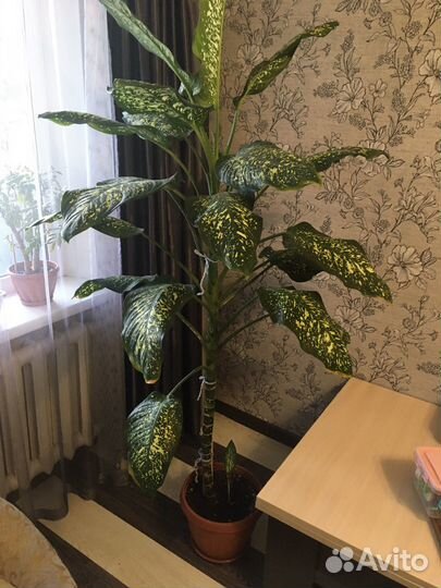 Диффенбахия