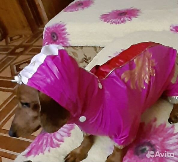 Куртка дождевик для такс, шлейка для собак