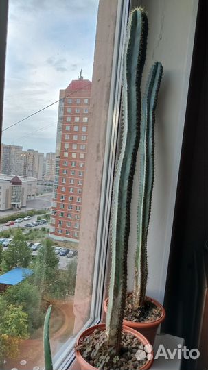 Голубые кактусы и суккуленты