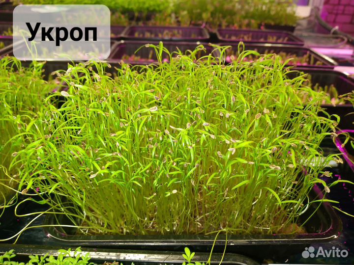 Микрозелень