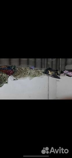 Гипсофила Пачками В розницу Букеты Доставка