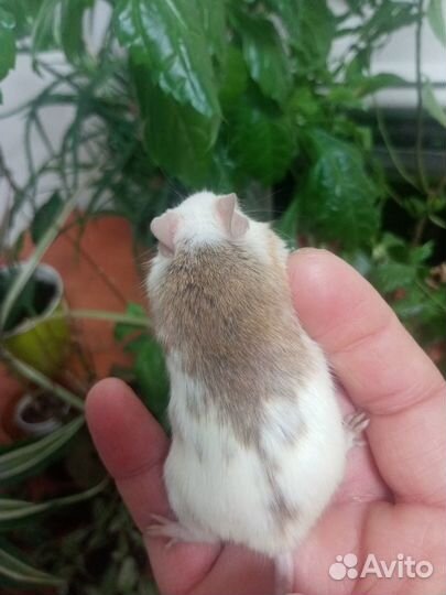 Продаются мастомисы