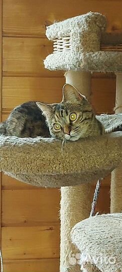 Кошка-Брошка