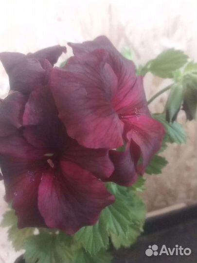 Пеларгония герань