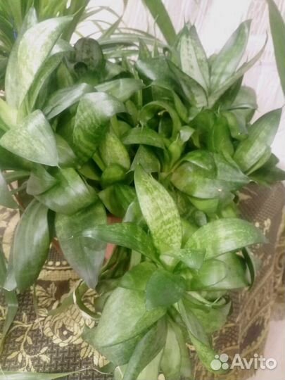 Сансевиерия