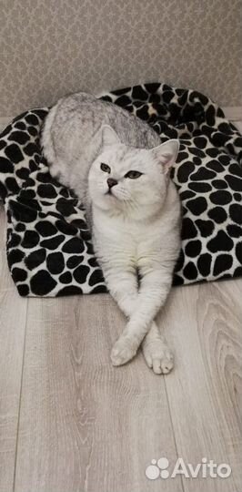 Кот на вязку