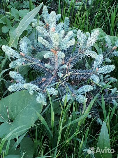 Ель голубая Blue Diamand