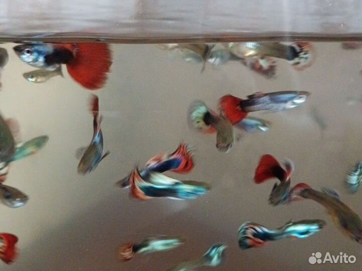 Аквариумный рыбки гуппи