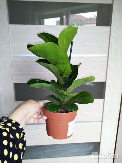 Фикус Лирата дерево Бамбино калуминарис