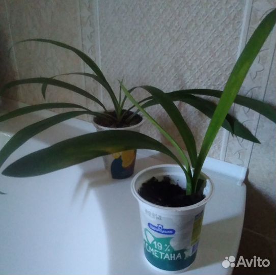Кливия