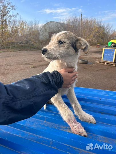 Щенок в добрые руки