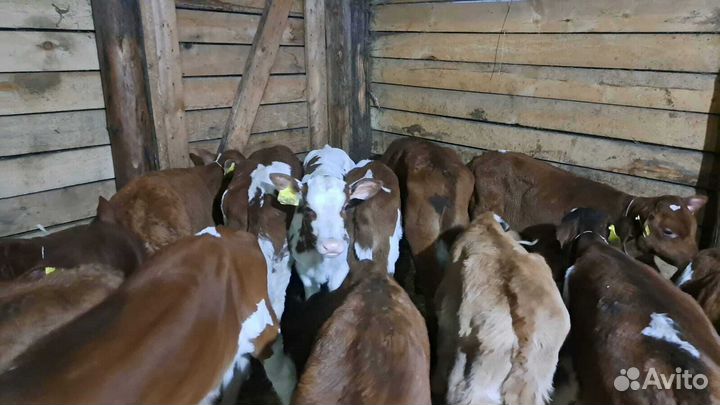 Телята шустрые бычки и телки