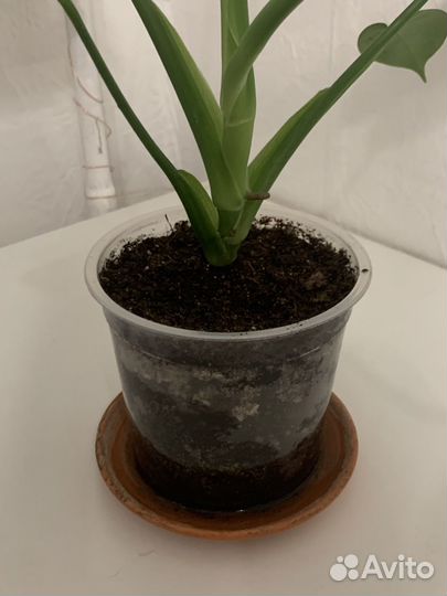 Монстера, целое растение