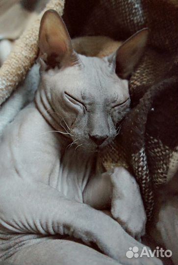 Передержка для Вашего котика