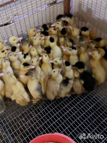 Молодняк птицы