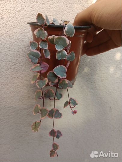 9 видов комнатных растений