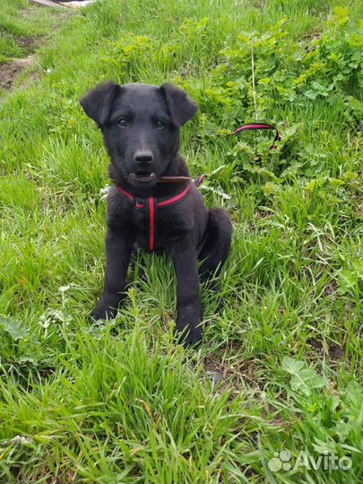 Щенок в добрые руки бесплатно даром