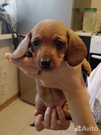 Щенки таксы