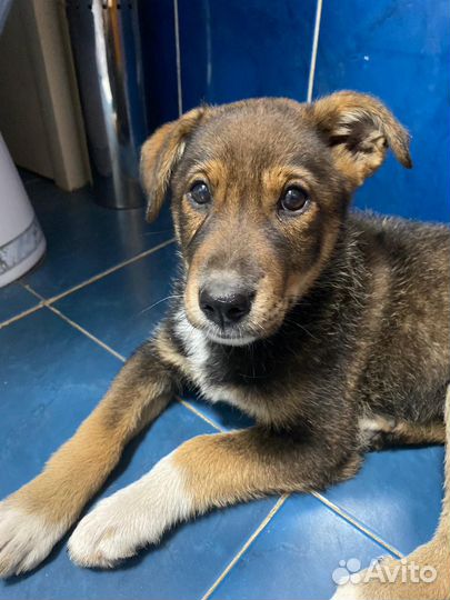 Собака в добрые руки отдам бесплатно