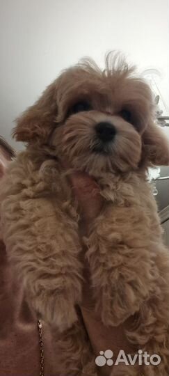 Мальтипу mini ф1