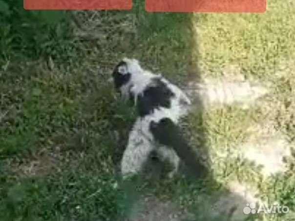 Кот инвалид пропадает на улице