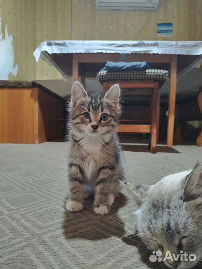 Котёнок девочка в добрые руки