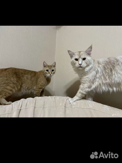 Котята девочки в добрые руки