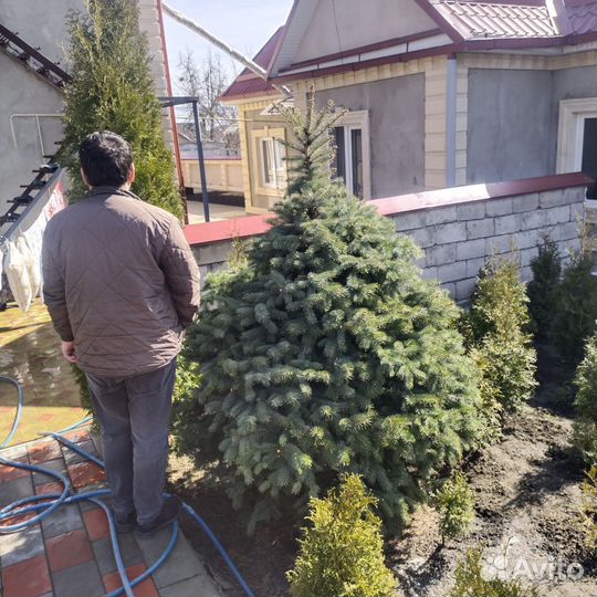 Ель голубая