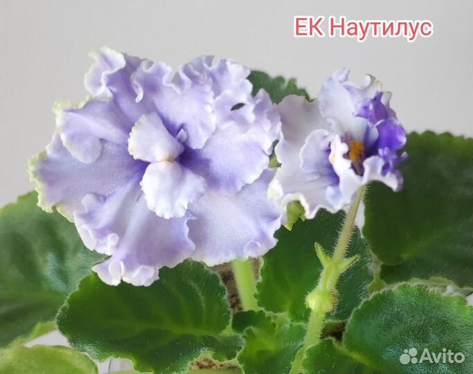 Листики сортовых фиалок