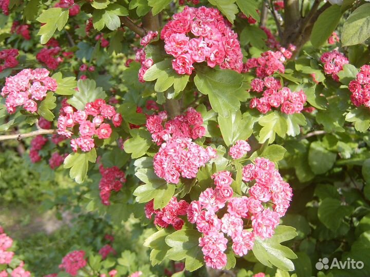 Cаженцы плодовых растений, местного производства