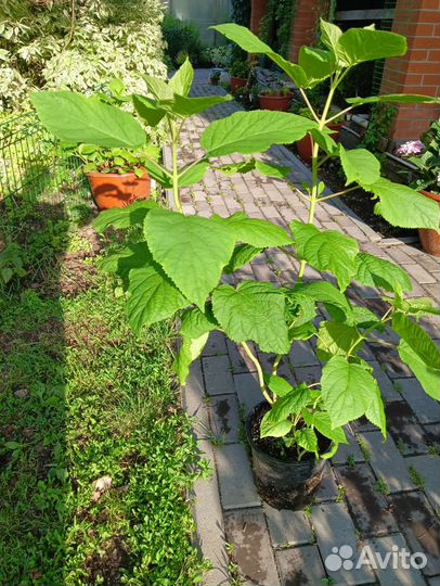 Гортензия древовидная Анабель