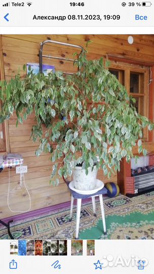 Фикус бенджамина