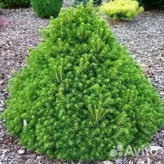 Ель Томпа-Tompa