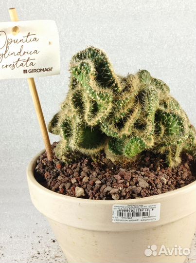 Кактус Опунция / Opuntia Cylindrica Crestata