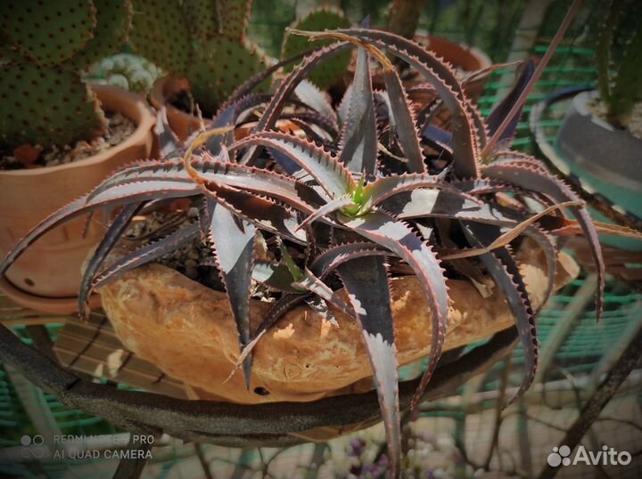 Хавортия Лимифолия, Алое Декоративное, в керамике