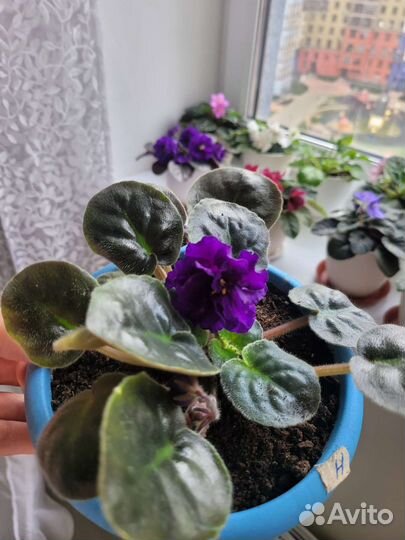 Фиалки молодые