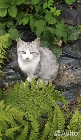 Спасите котят с улици