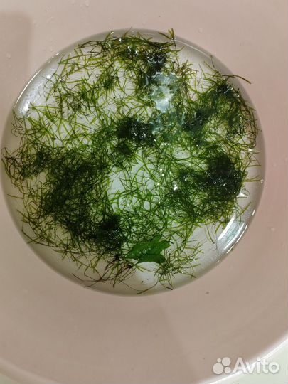 Яванский мох