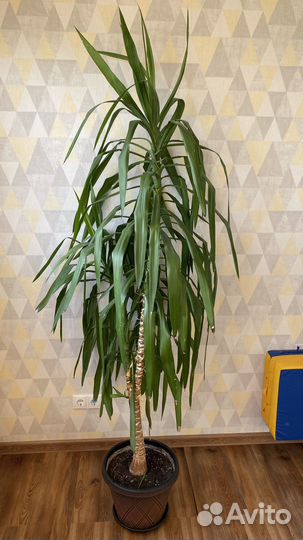 Пальма юкка большая