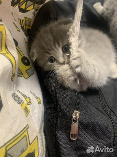 Шотландские котята