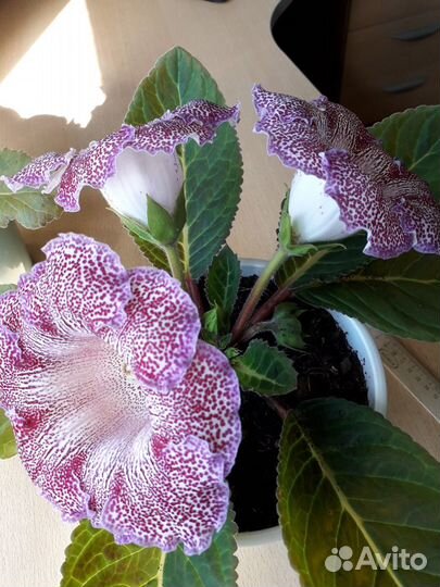 Глоксиния гигант-Тигрина-детки