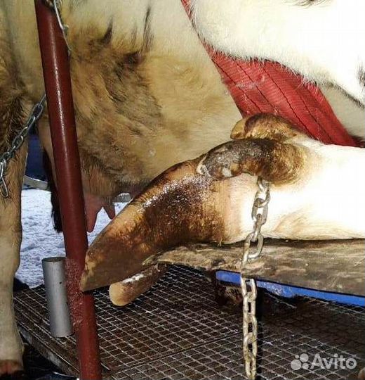 Обрезка копыт