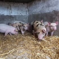 Поросенок ландрас