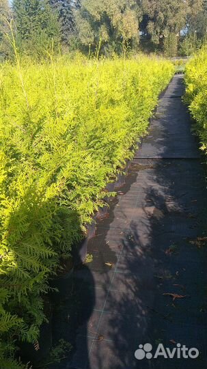 Туя брабант