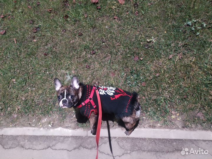 Одежда для собак