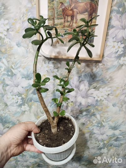 Денежное дерево