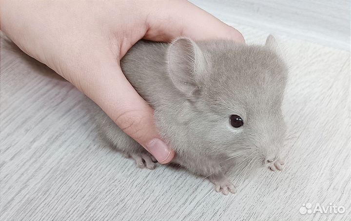 Шиншиллята